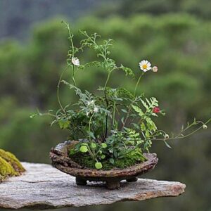 i Giardini Volanti: Kokedama e Kusamono