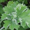 Pelargonium ‘Old Scarlet Unique’, pianta da esterno