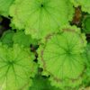 Pelargonium Distinction, pianta da esterno