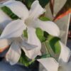 Mandevilla laxa (Suaveolens), pianta da esterno