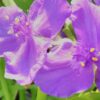 Tradescantia Concord Grape (Andersoniana Group), pianta da esterno