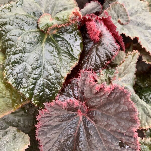 Begonia Midnight Magic, foto 2