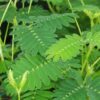 Mimosa pudica Sensitiva, pianta da interno e da esterno