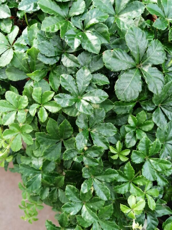 Monstera obliqua leichtlinii, foto 12