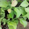 Dischidia oiantha , sin Dischidia geri, pianta da interno