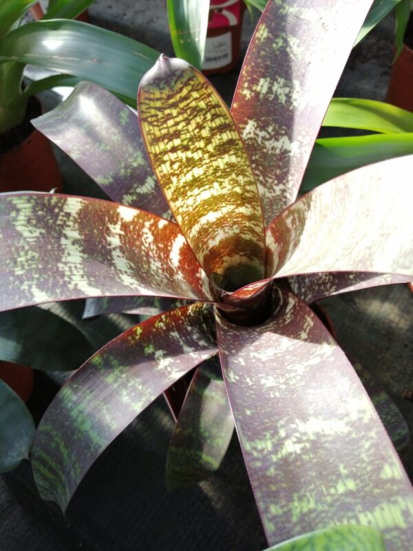 Monstera obliqua leichtlinii, foto 8