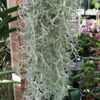 Tillandsia usneoides, pianta da interno