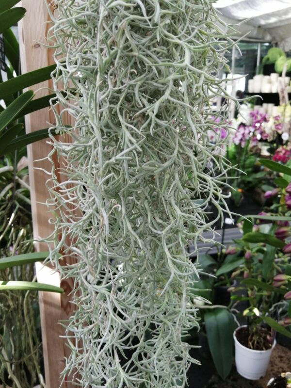 Tillandsia usneoides, pianta da interno