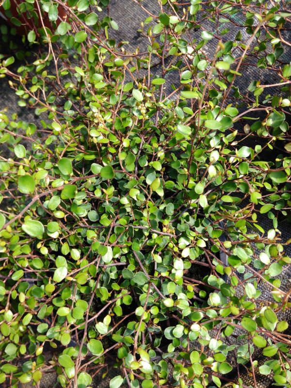 Muehlenbeckia complexa, pianta da esterno