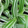 Murdannia acutifolia 'Variegata', pianta da interno