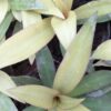Tradescantia spathacea Sitara Gold, pianta da interno e da esterno
