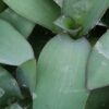 Tradescantia (Setcreasea) pallida, pianta da interno e da esterno