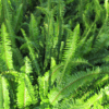 Nephrolepis cordifolia, pianta da interno