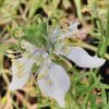 Nigella sativa, pianta per orto e cucina