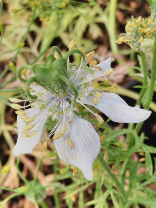 Nigella sativa, pianta per orto e cucina