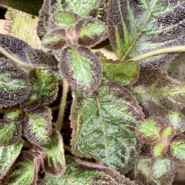 Episcia cupreata Pink Panther, foto 2