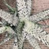 Aloe rauhii Demi, pianta da interno