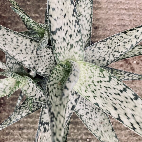 Aloe rauhii Demi, pianta da interno