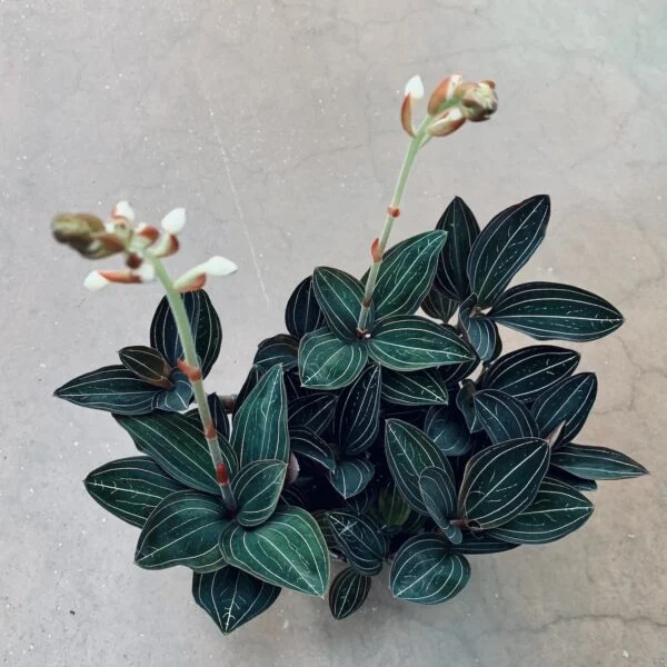 Ludisia discolor, foto 2