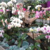 Orchidee