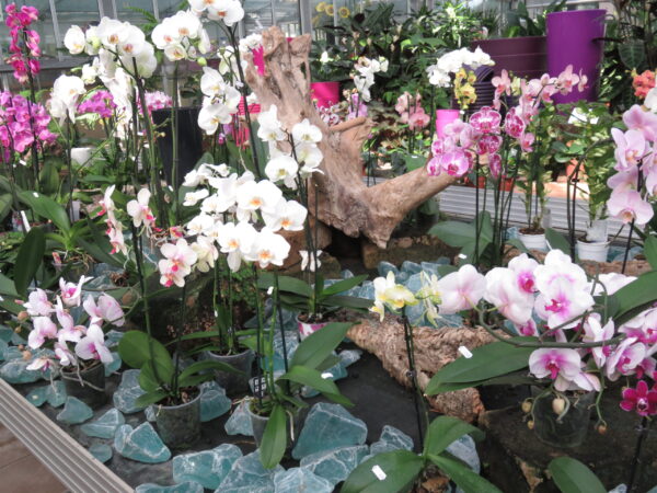 Orchidee