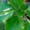 Oreopanax capitatus, pianta da interno