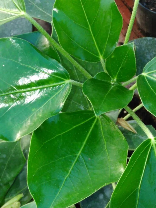 Oreopanax capitatus, pianta da interno