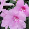 Pandorea jasminoides, pianta da esterno