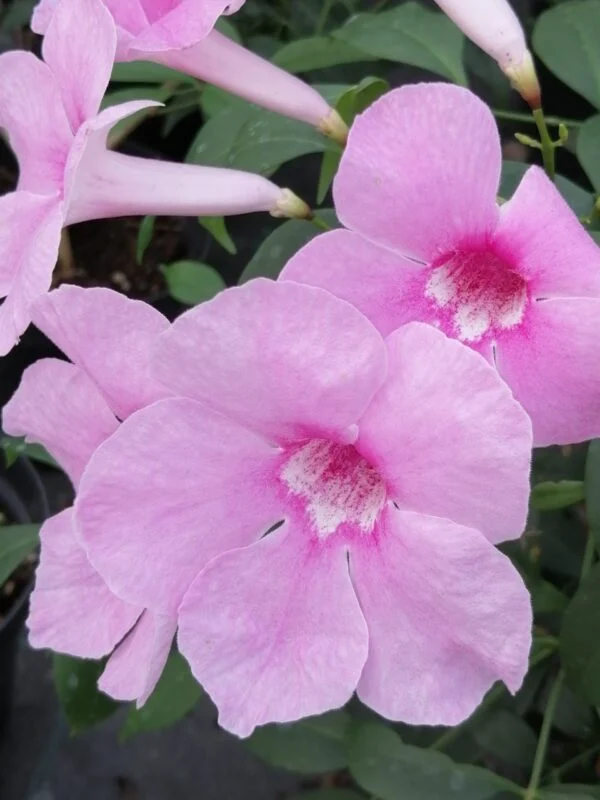 Pandorea jasminoides, pianta da esterno