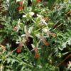 Pelargonium crithmipholium, pianta da esterno