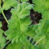 Pelargonium fulgidum, pianta da esterno