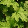 Pelargonium Mabel Grey, pianta da esterno