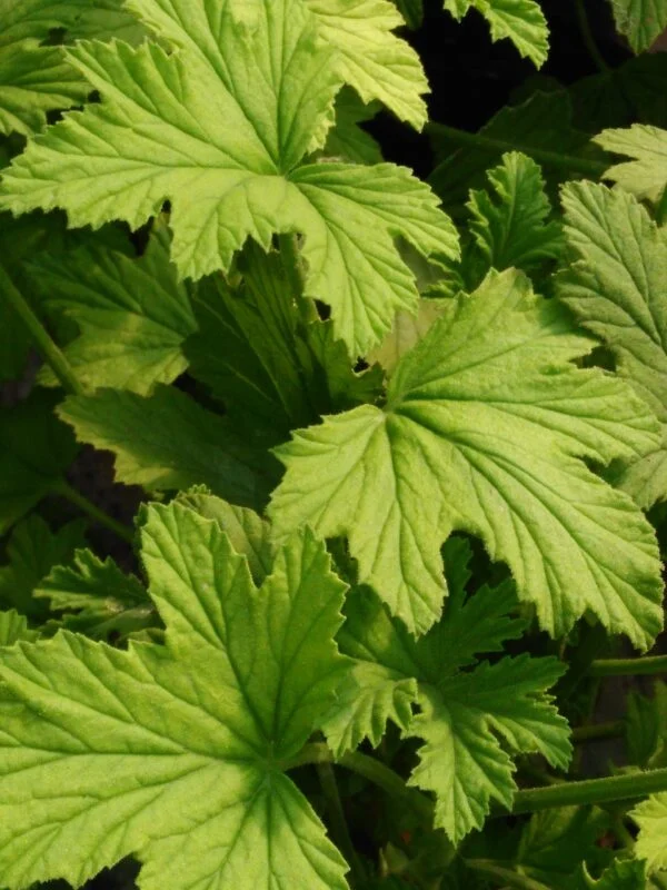 Pelargonium Mabel Grey, pianta da esterno