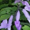 Plectranthus saccatus, pianta per orto e cucina