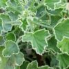 Pelargonium Rita Scheen, pianta da esterno