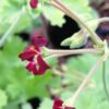 Pelargonium sidoides, pianta da esterno