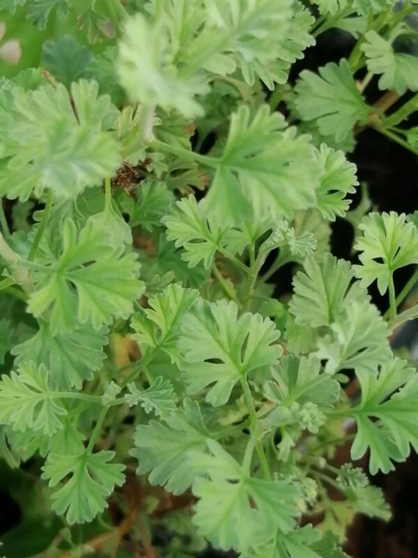 Pelargonium Rita Scheen, foto 2
