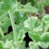 Pelargonium ‘Rober’s Lemon rose’, pianta da esterno