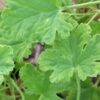 Pelargonium fragrans Variegato, pianta da esterno