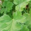 Pelargonium fragrans, pianta da esterno
