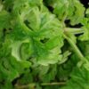 Pelargonium Lemon Tree, pianta da esterno