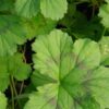 Pelargonium alchemilloides, pianta da esterno