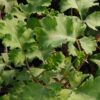 Pelargonium gibbosum, pianta da interno e da esterno