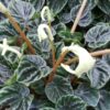 Peperomia caperata, pianta da interno