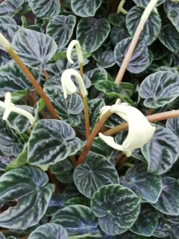 Peperomia caperata, pianta da interno