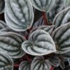 Peperomia caperata 'Mendoza', pianta da interno