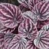 Peperomia caperata Red Luna, pianta da interno
