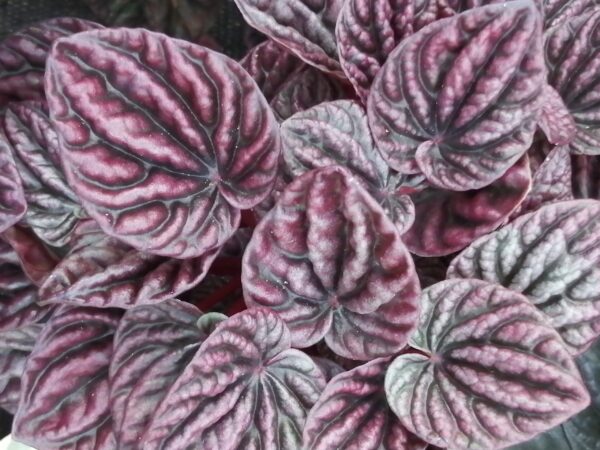 Peperomia caperata Red Luna, pianta da interno