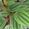 Peperomia caperata 'Rosso', pianta da interno