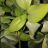 Peperomia scandens ‘Variegata’, pianta da interno